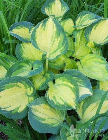 Menu Beach Boy Hosta 3 Menu Beach Boy Hosta