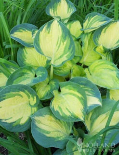 Menu Easy Complete Shade Garden -Holland Bulb Farms 77415 beach boy hosta