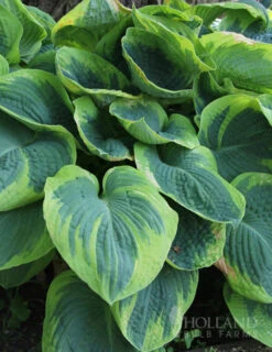 Menu Hosta Collectors Garden Collection -Holland Bulb Farms 77418 tokudama flavocircinalis hosta