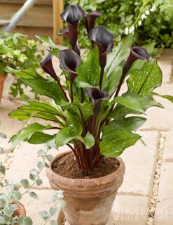 Menu Fairytale Calla Lily Collection -Holland Bulb Farms 77420 black star calla lilies