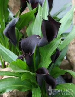 Menu Black Star Calla Lily -Holland Bulb Farms 77420 black star calla lily 2 1