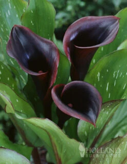 Menu Deer Resistant Container Garden Collection -Holland Bulb Farms 77420 black star calla lily 3