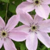 Menu Fairy Dust Clematis -Holland Bulb Farms 77430 fairy dust clematis