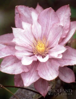 Menu Proteus Double Flowering Clematis