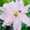 Menu Spring Pink Double Asiatic Lily
