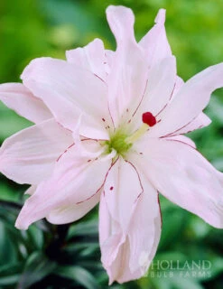 Menu Spring Pink Double Asiatic Lily