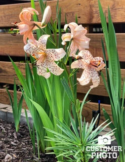 Menu Tiger Babies Hybrid Lily -Holland Bulb Farms 77449 tiger babies 2