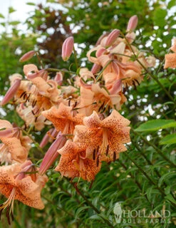 Menu Tiger Babies Hybrid Lily -Holland Bulb Farms 77449 tiger babies 4