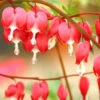Menu Valentine Red Bleeding Heart -Holland Bulb Farms 77450