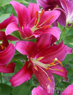Menu Cobra Oriental Lily Jumbo Pack