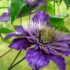 Menu Multi-Blue Double Flowering Clematis -Holland Bulb Farms 77454 multi blue double flowering clematis