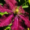 Menu Niobe Clematis -Holland Bulb Farms 77455 niobe clematis