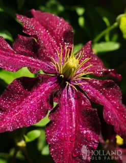 Menu Niobe Clematis