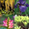 Menu Best Perennials For Wet Soil -Holland Bulb Farms 77460 best perennials for wet soil