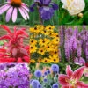 Menu Perennial Cutflower Garden -Holland Bulb Farms 77461 perennial cutflower garden