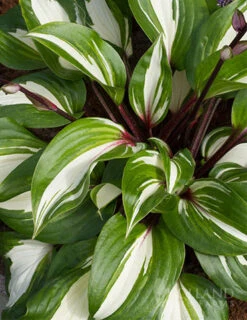 Menu Hosta Collectors Garden Collection -Holland Bulb Farms 77471 raspberry sundae hosta 1