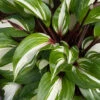 Menu Raspberry Sundae Hosta -Holland Bulb Farms 77471 raspberry sundae hosta