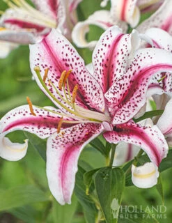 Menu Dizzy Oriental Lily