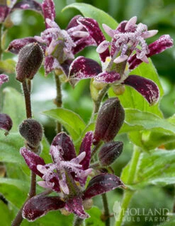 Menu Raspberry Mousse Toadlily -Holland Bulb Farms 77475 raspberry mousse toad lily 2