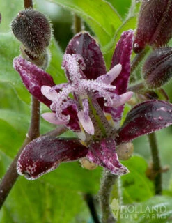 Menu Raspberry Mousse Toadlily -Holland Bulb Farms 77475 raspberry mousse toad lily 3