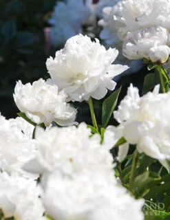 Menu Shirley Temple Peony -Holland Bulb Farms 77476 shirley temple peony 2