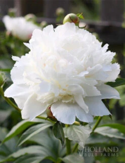Menu Peony Collection -Holland Bulb Farms 77476 shirley temple peony 3 2