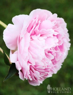 Menu Late Spring Perennial Garden -Holland Bulb Farms 77477 sarah bernhardt peony 2