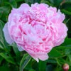 Menu Sarah Bernhardt Peony -Holland Bulb Farms 77477 sarah bernhardt peony 4 2
