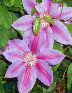 Menu Festival Clematis