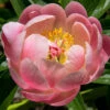 Menu Coral Sunset Peony 2 Menu Coral Sunset Peony -Holland Bulb Farms 77484 coral sunset peony
