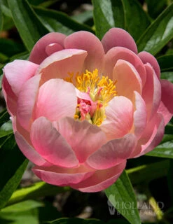 Menu Coral Sunset Peony