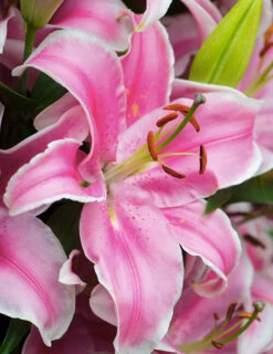 Menu Classic Fragrant Lily Collection -Holland Bulb Farms 77493 1