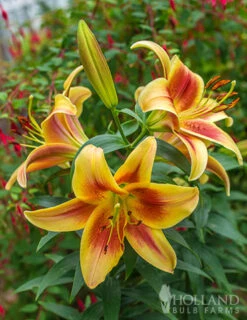 Menu Montego Bay Orienpet Lily -Holland Bulb Farms 77496 montego bay orienpet lily 2