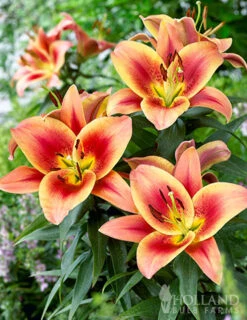 Menu Montego Bay Orienpet Lily -Holland Bulb Farms 77496 montego bay orienpet lily