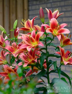 Menu Montego Bay Orienpet Lily -Holland Bulb Farms 77496 montego bay orienpet lily 3