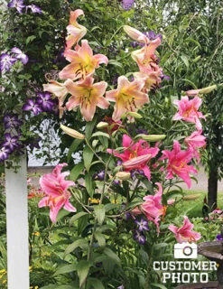 Menu Pretty Anastasia Lily Collection -Holland Bulb Farms 77497 anastasia orienpet lily 2 1