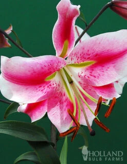 Menu Anastasia Orienpet Lily -Holland Bulb Farms 77497 anastasia orienpet lily