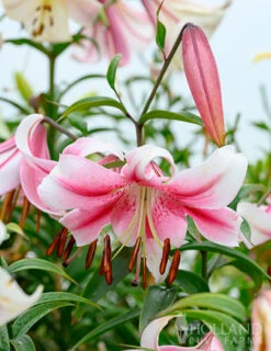 Menu Pretty Anastasia Lily Collection -Holland Bulb Farms 77497 anastasia orienpet lily 4 1