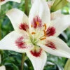 Menu White Pixels Asiatic Lily