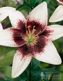 Menu Night & Day Asiatic Lily Collection -Holland Bulb Farms 77498 white pixels lily 1