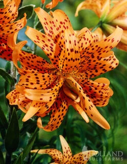 Menu Sunny Blooms Spring Through Summer Collection -Holland Bulb Farms 77499 double tiger lily