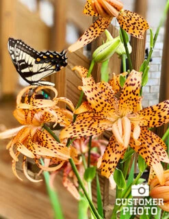 Menu Sunny Blooms Spring Through Summer Collection -Holland Bulb Farms 77499 double tiger lily 5