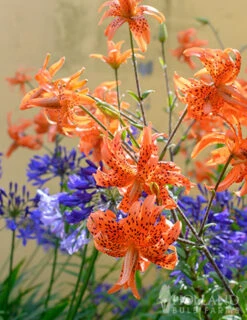 Menu Double Tiger Lily Flore Pleno -Holland Bulb Farms 77499 double tiger lily 6