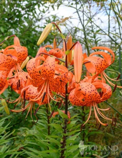 Menu Sunny Blooms Spring Through Summer Collection -Holland Bulb Farms 77499 double tiger lily 7
