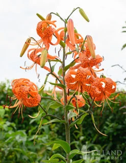 Menu Fiery Hot Lily Collection -Holland Bulb Farms 77499 double tiger lily 8 2