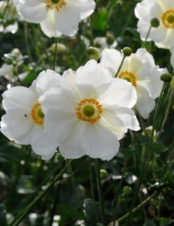 Menu Easy Complete Shade Garden -Holland Bulb Farms 77502