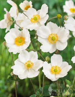 Menu Part Sun Perennial Garden Collection 23 Menu Part Sun Perennial Garden Collection -Holland Bulb Farms 77502 honorine jobert anemone 3 1