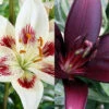 Menu Night & Day Asiatic Lily Collection -Holland Bulb Farms 77508 night and day asiatic lily collection