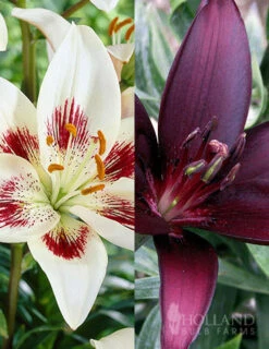 Menu Night & Day Asiatic Lily Collection