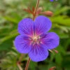 Menu Kaya Cranesbill (Hardy Geranium) -Holland Bulb Farms 77515 kaya cranesbill